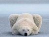 Polarbear-1024x768.jpg