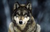 grey-wolf-snow-1680x1050.jpg